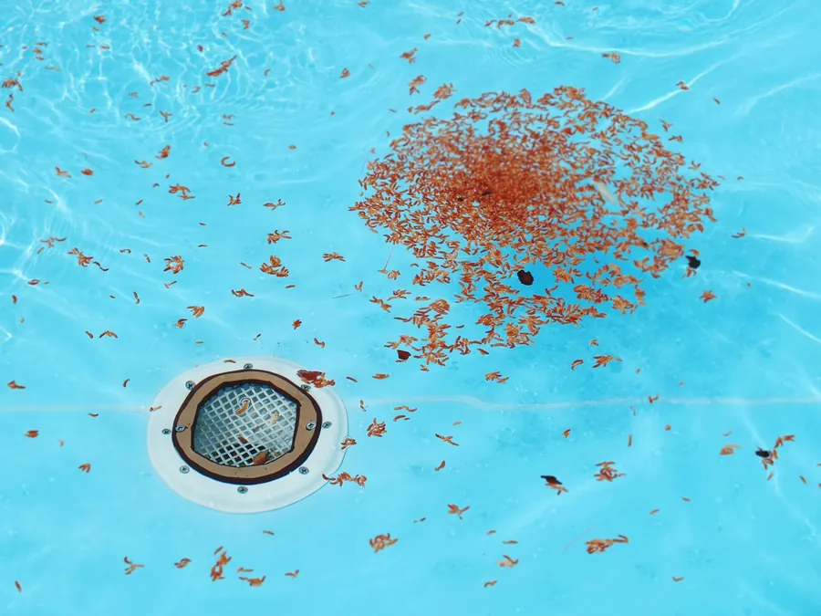 Before: fallen leaves and seed pods scattered around a pool drain