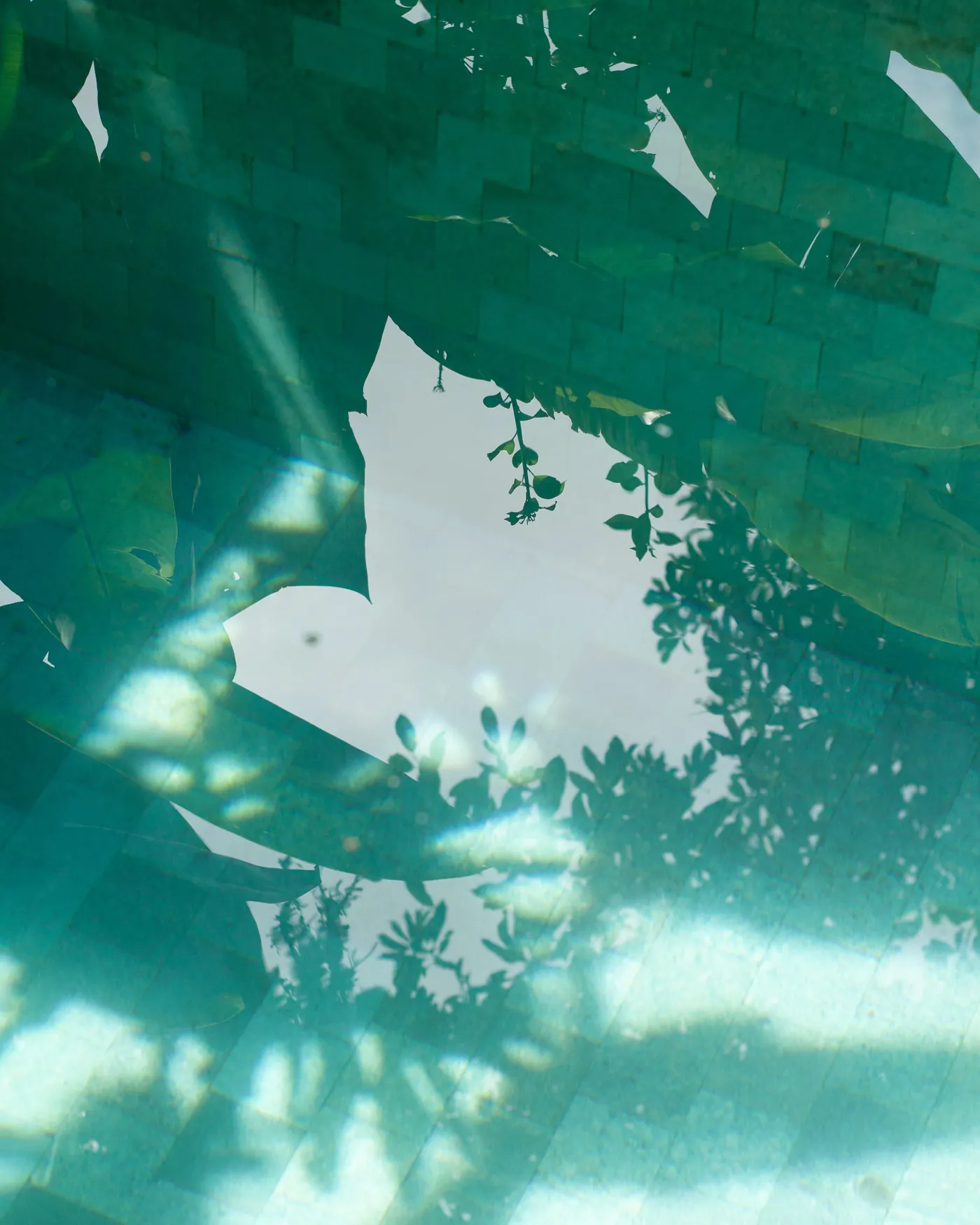 Green, cloudy pool water with leaf shadows across the tiles